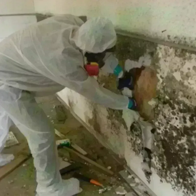 Mold Remediation and Removal in Payson, UT